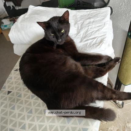 Photo 1/1 Vasco Chat lost in Roanne