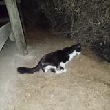 Picture of cat found at Banyuls Sur Mer
