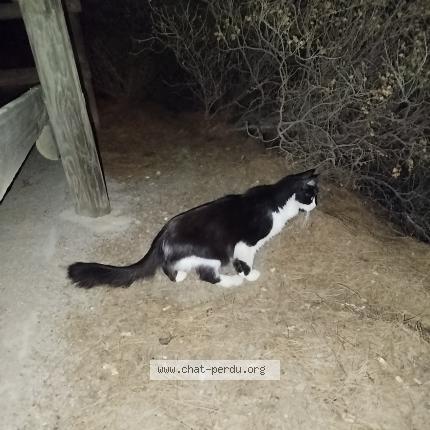 Photo 1/1 Found cat Found in Banyuls sur mer