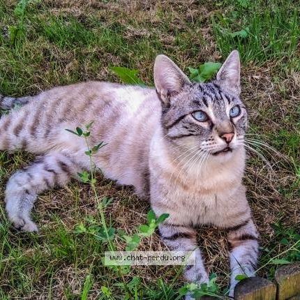 Photo 1/1 Skali Chat lost in Pont saint martin viais