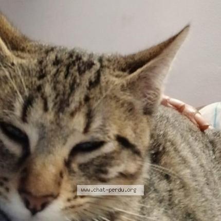 Photo 1/5 Storm Chat lost in Franconville