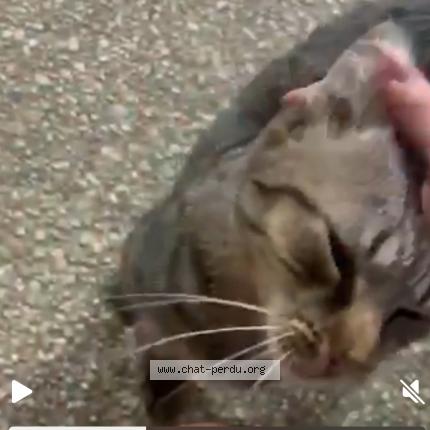 Photo 2/5 Storm Chat lost in Franconville