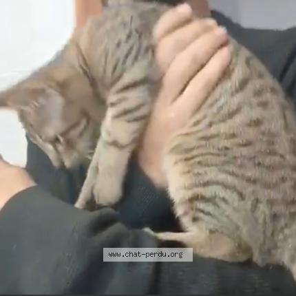 Photo 3/5 Storm Chat lost in Franconville