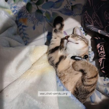 Photo 4/5 Storm Chat lost in Franconville