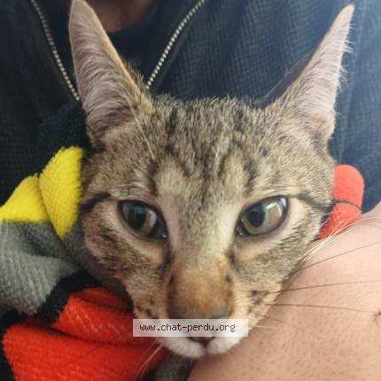 Photo 5/5 Storm Chat lost in Franconville