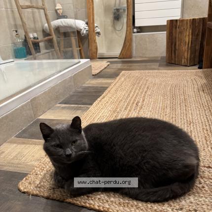 Photo 1/1 Coco Chat lost in Saint martin des besaces