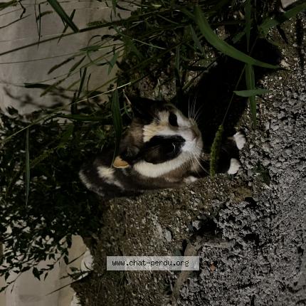 Photo 1/1 Found cat Found in Nancy