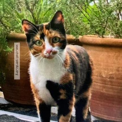 Photo 1/1 Youka Chat lost in Puteaux