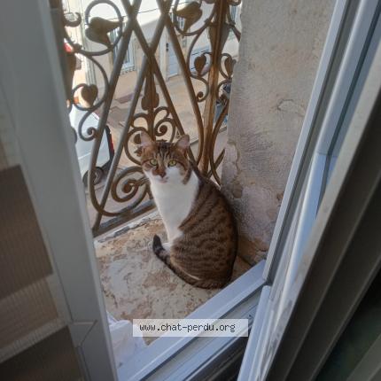 Photo 1/1 Loulou Chat lost in Dijon