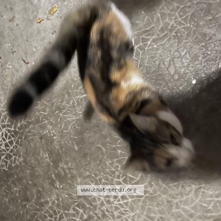 Photo 1/1 Cat reunited Found in Angers