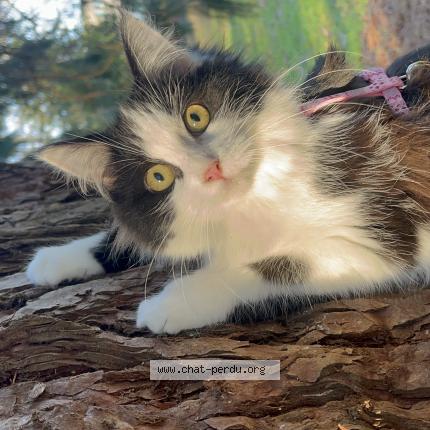 Photo 1/1 Zaya Chat lost in Guinguamp