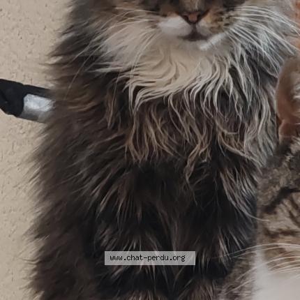Photo 1/1 Zorrho Chat lost in Tignieu jameyzieu