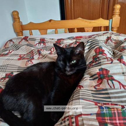 Photo 1/1 Bibisse Chat lost in Tremblay en france