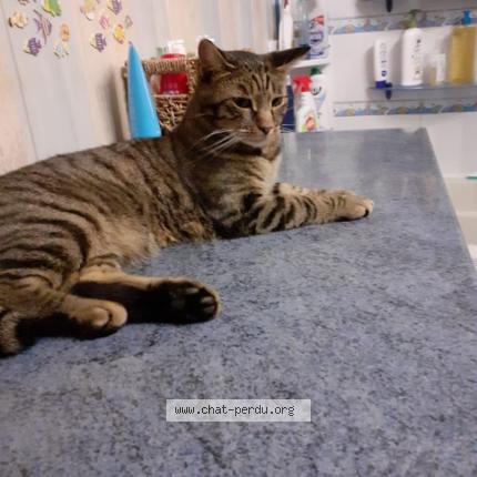 Photo 1/1 Cooky Chat lost in Azay sur cher