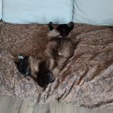 Picture of cat lost at Fontaine Sous Preaux