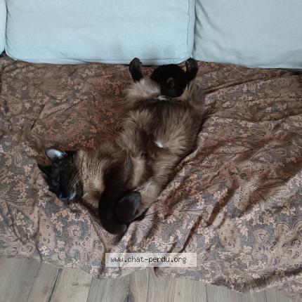 Photo 1/1 Malt Chat lost in Fontaine sous preaux