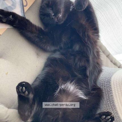 Photo 1/1 Voltaire Chat lost in Caen