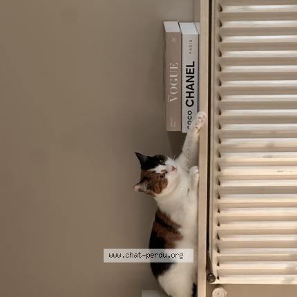 Photo 1/1 Popcorn Chat lost in Paris