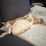 Picture of cat lost at Veyre Monton