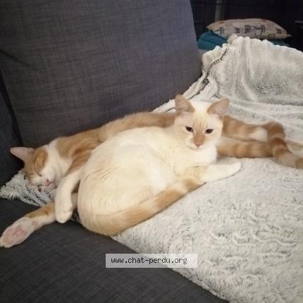 Photo 1/1 Yuki Chat lost in Veyre monton