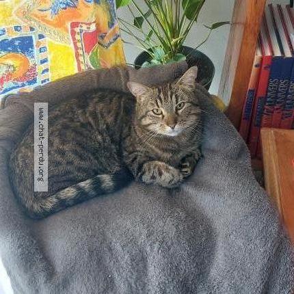 Photo 1/1 RUBY Chat lost in Pont l abbe d arnoult