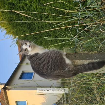 Photo 1/1 Calinette Chat lost in Noyers sur cher