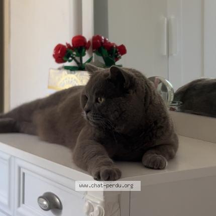 Photo 1/1 Simba Chat lost in Thyez