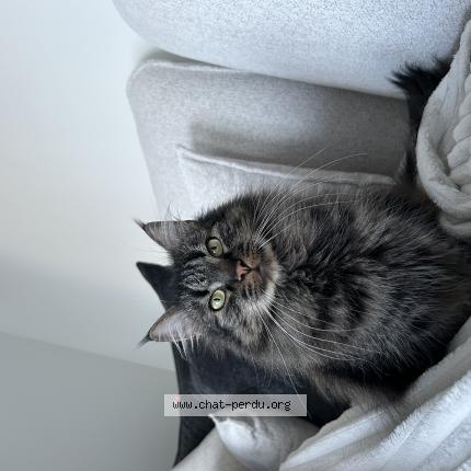 Photo 1/1 Taiko Chat lost in Oberschaeffolsheim