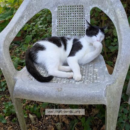 Photo 1/1 catchat Chat lost in Puy leveque