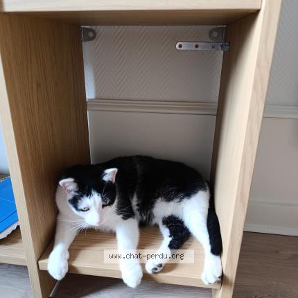 Photo 1/1 Reunited cat Lost in Clermont Ferrand