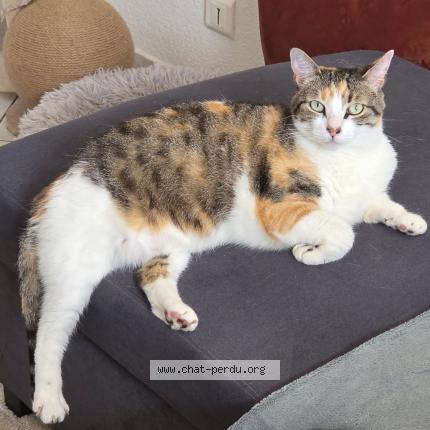 Photo 1/1 Naya Chat lost in Les sables d olonne