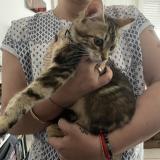 Picture of cat found at Les Mureaux