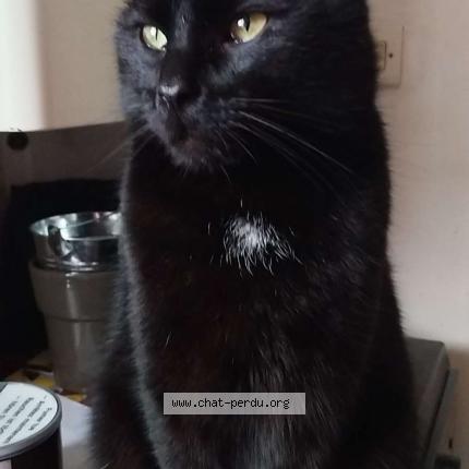 Photo 1/1 P&eacute;p&eacute; Chat lost in Criquebeuf en caux