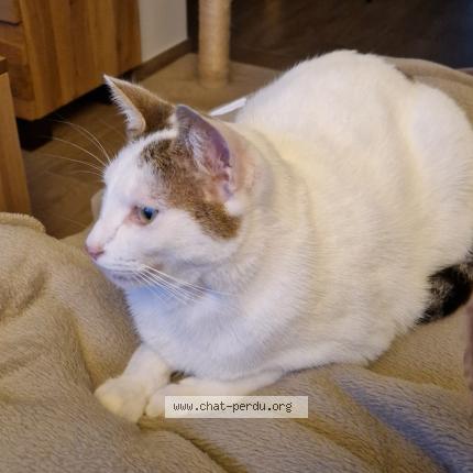 Photo 1/1 Skyjo Chat lost in Montpellier