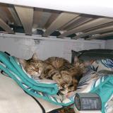 Picture of cat lost at Paris