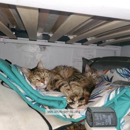 Photo 1/1 NALA Chat lost in Paris