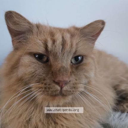 Photo 1/1 Garfield Chat lost in Mons en baroeul