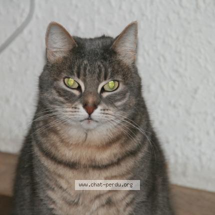 Photo 1/2 Zo&eacute; Chat lost in Carcassonne