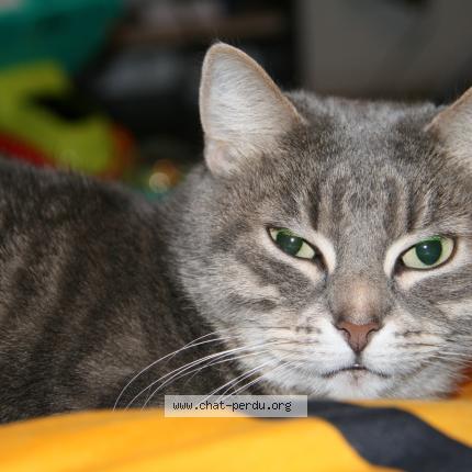 Photo 2/2 Zo&eacute; Chat lost in Carcassonne