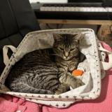 Picture of cat lost at Isse