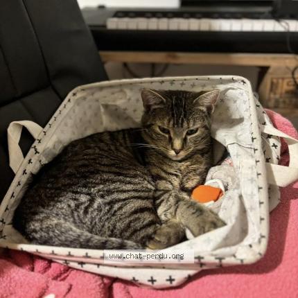 Photo 1/1 Blue Chat lost in Isse