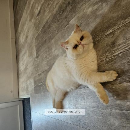 Photo 1/1 Da costa Ulysse Chat lost in La vergne