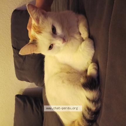 Photo 1/1 Kitou Chat lost in Cap d agde