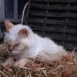 Picture of cat lost at Jaunay Marigny