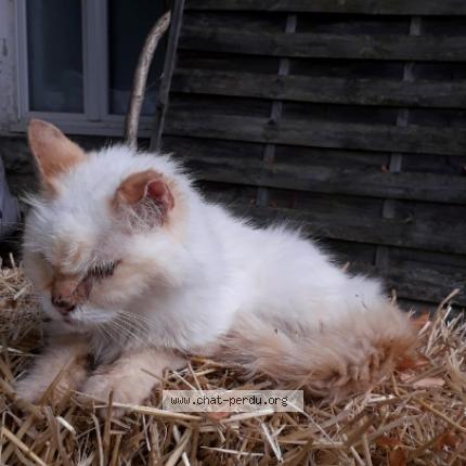 Photo 1/1 Cat reunited Lost in Jaunay marigny