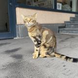Picture of cat found at Lausanne