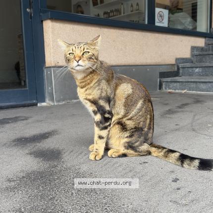 Photo 1/1 Found cat Found in Lausanne