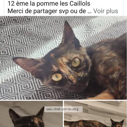 Photo 1/1 Phoebe Chat lost in Marseille 11