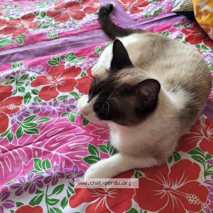 Photo 1/1 Unike Chat lost in Samatan