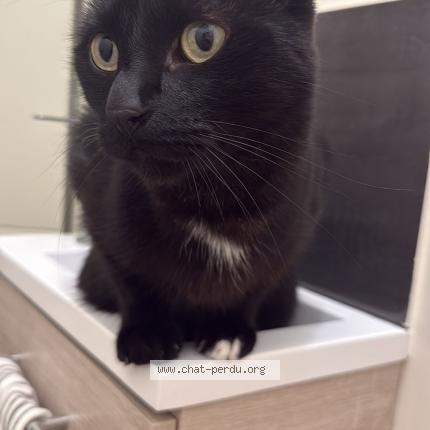 Photo 1/1 Soca Chat lost in Saint marcellin en forez